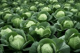 Korean Cabbage
